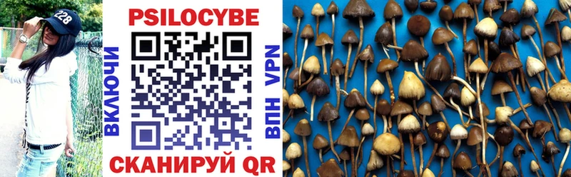 Псилоцибиновые грибы Psilocybe  дарнет шоп  Зерноград 
